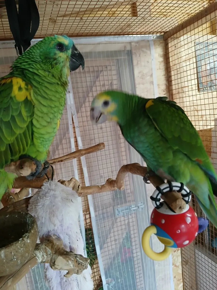 Amazon parrot - Image 2