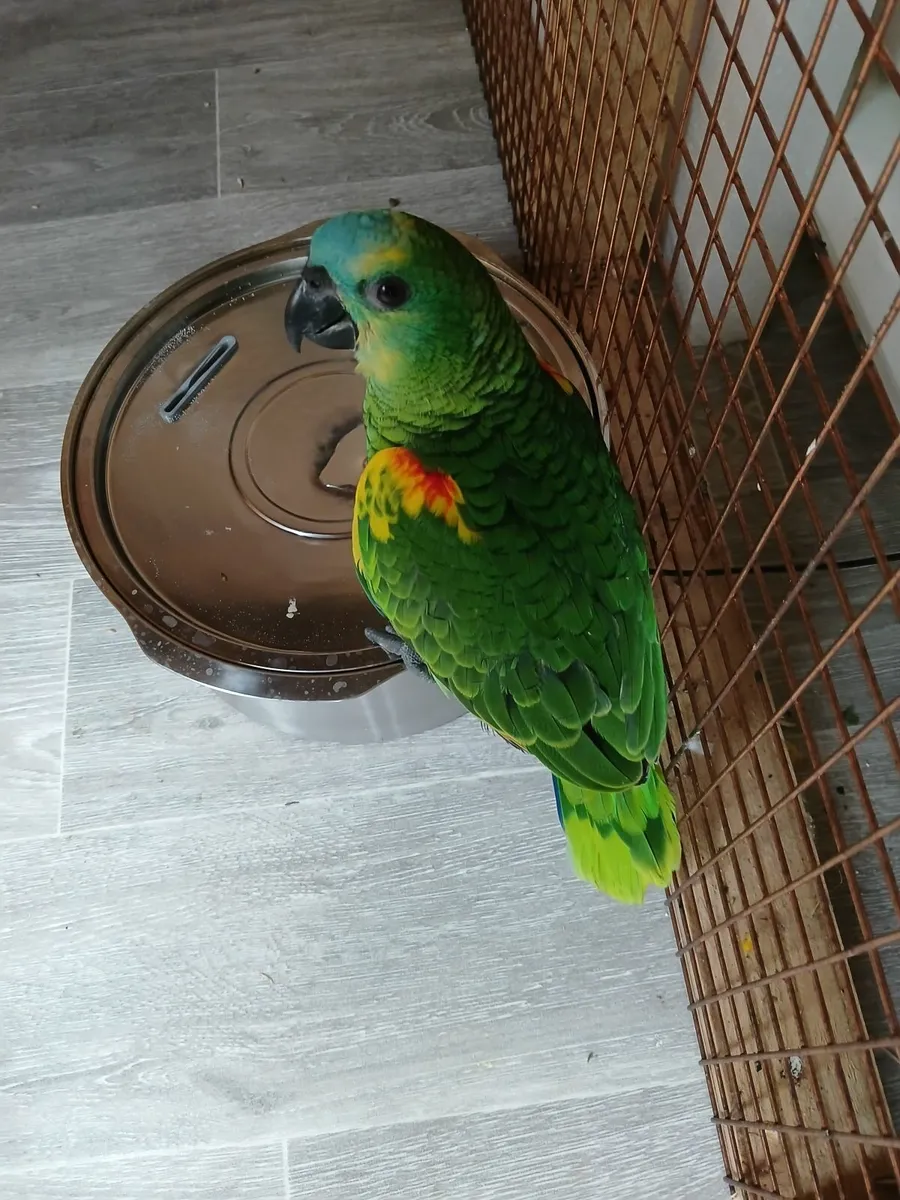 Amazon parrot - Image 3