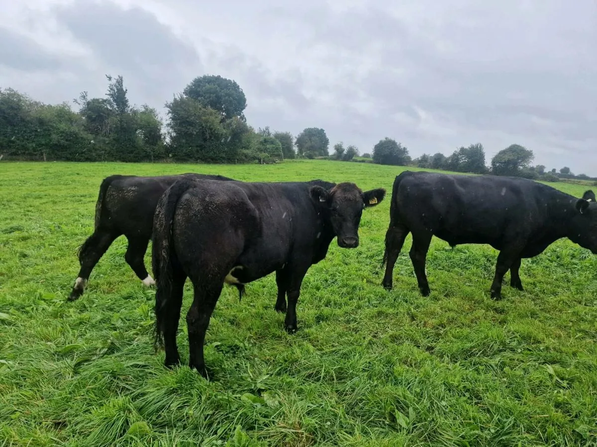 Angus bullocks - Image 1