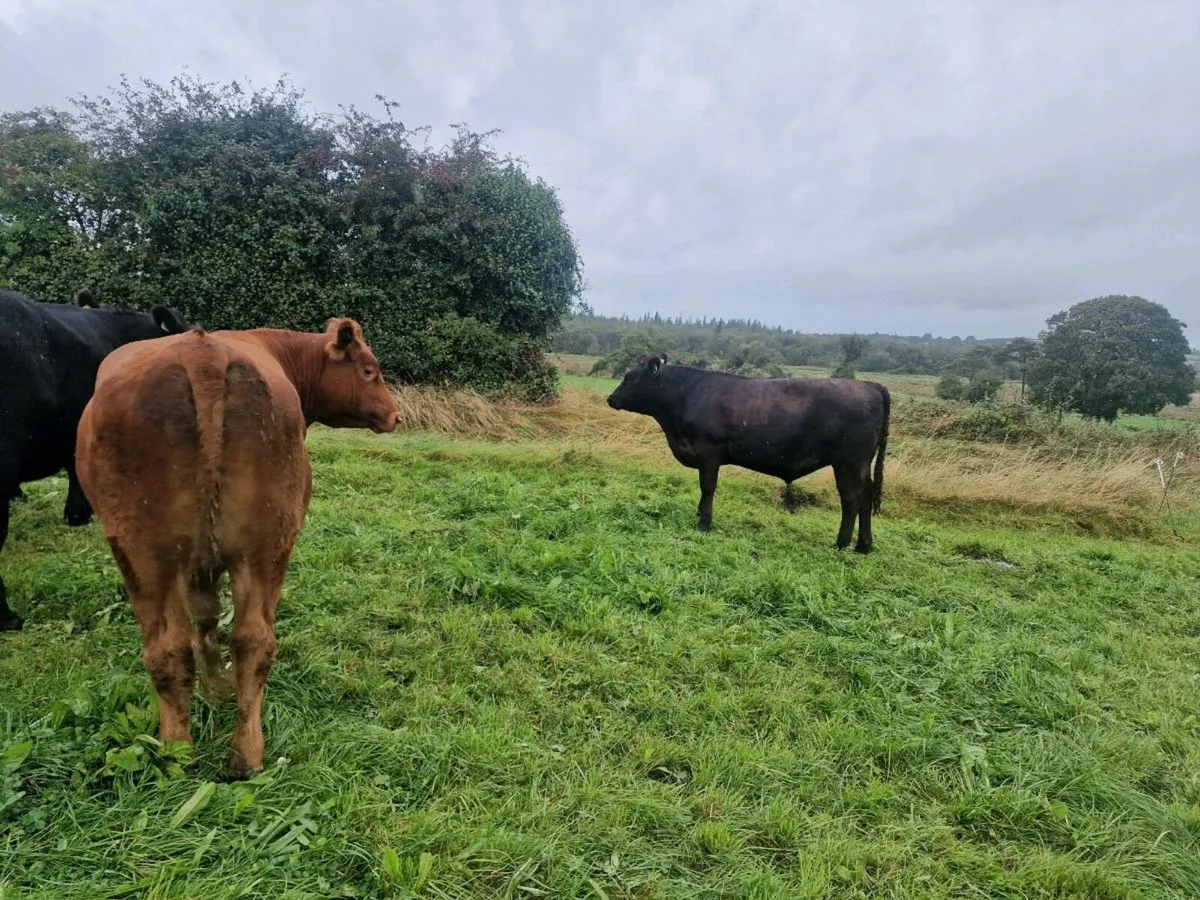 Angus bullocks - Image 2