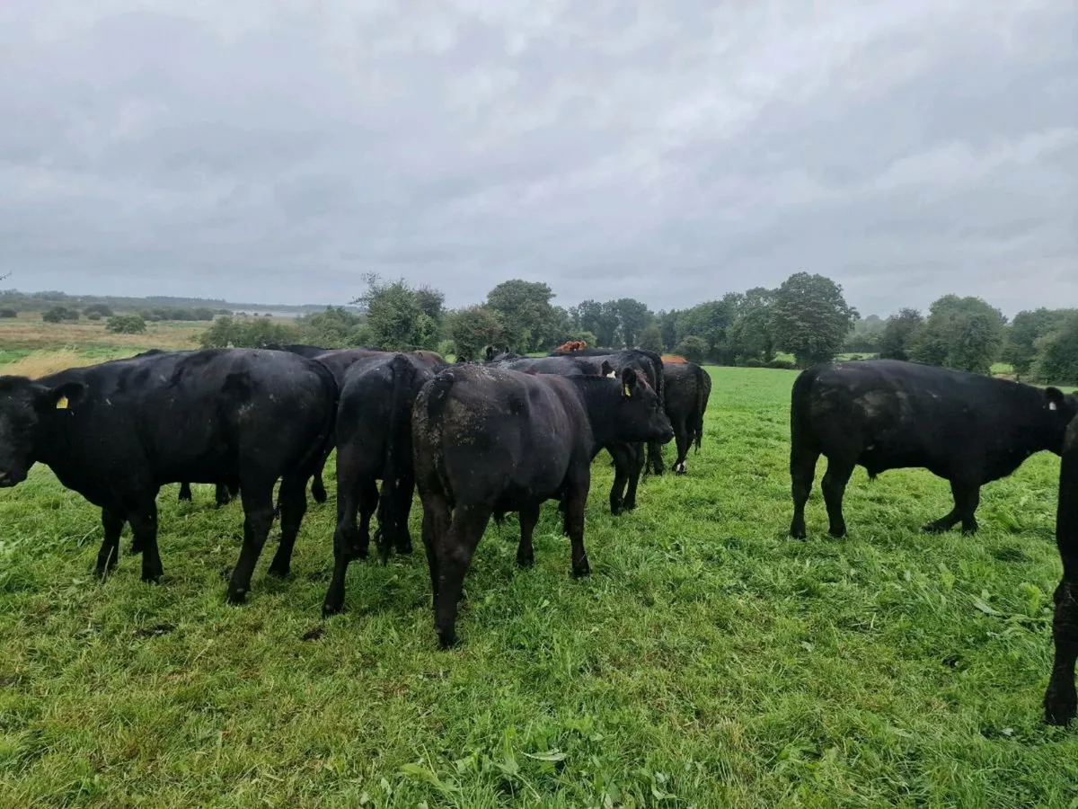 Angus bullocks - Image 3