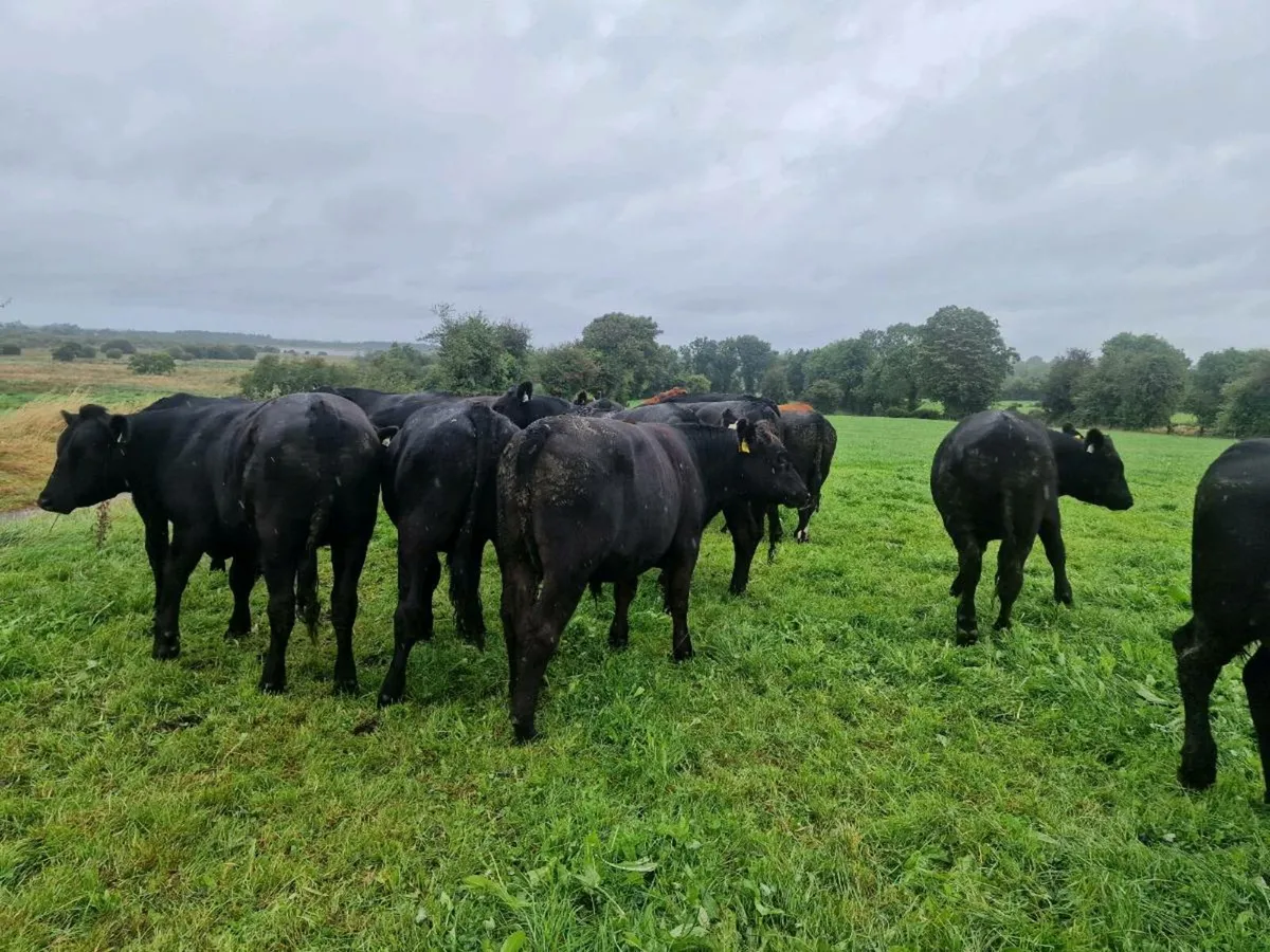 Angus bullocks - Image 4