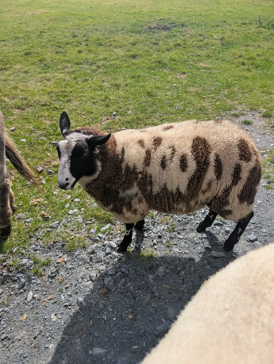 Pedigree registered Dutch spot ram and ewe lamb - Image 2