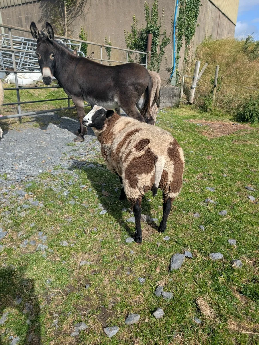 Pedigree registered Dutch spot ram and ewe lamb - Image 3