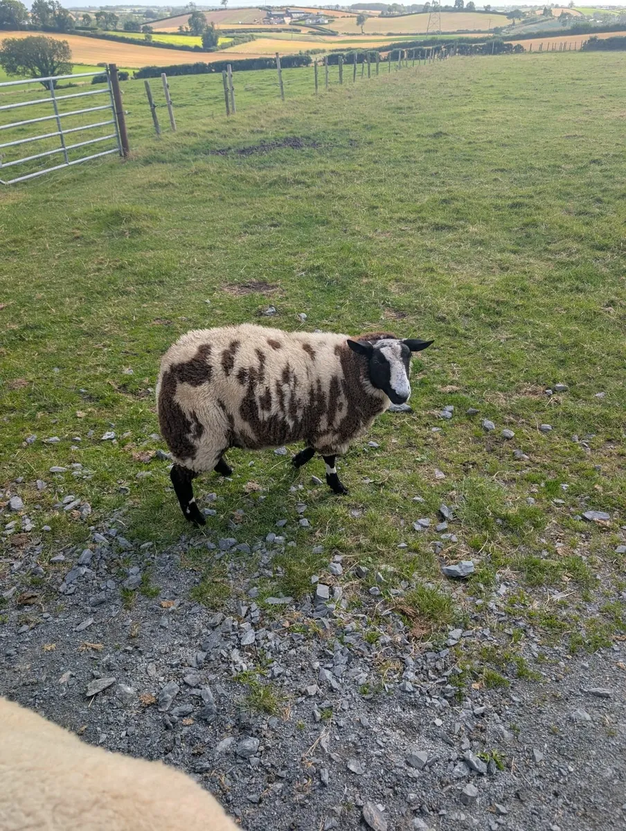 Pedigree registered Dutch spot ram and ewe lamb - Image 4