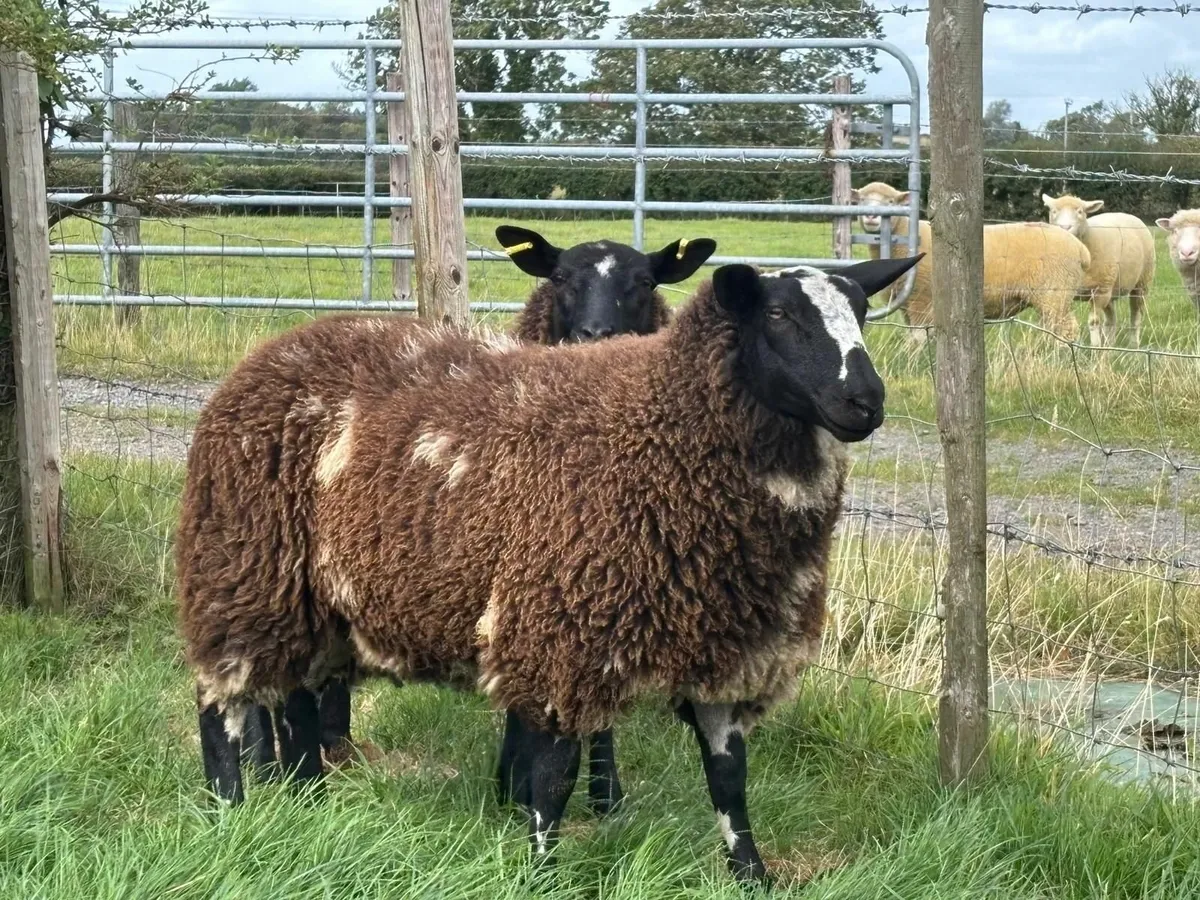 Pedigree registered Dutch spot ram and ewe lamb - Image 1