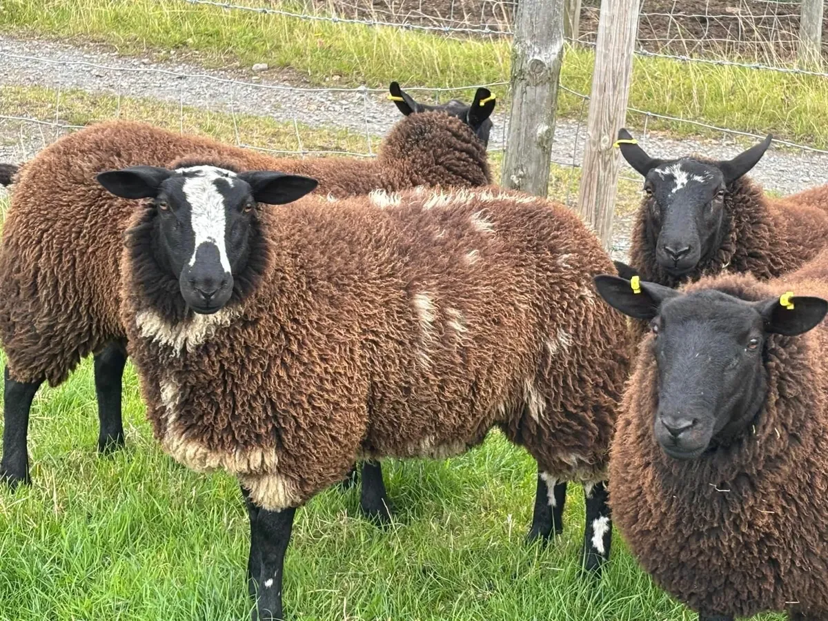 Pedigree registered Dutch spot ram and ewe lamb - Image 2