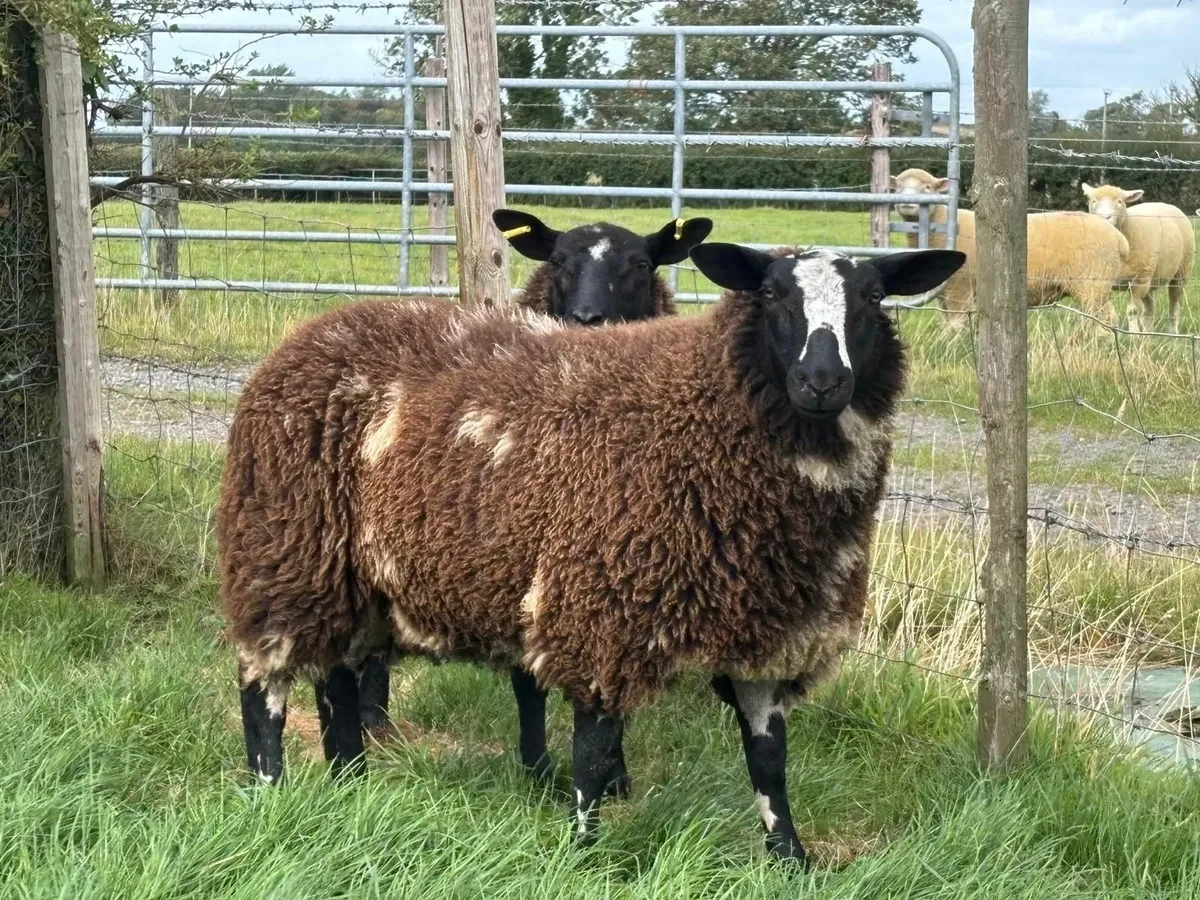 Pedigree registered Dutch spot ram and ewe lamb - Image 3