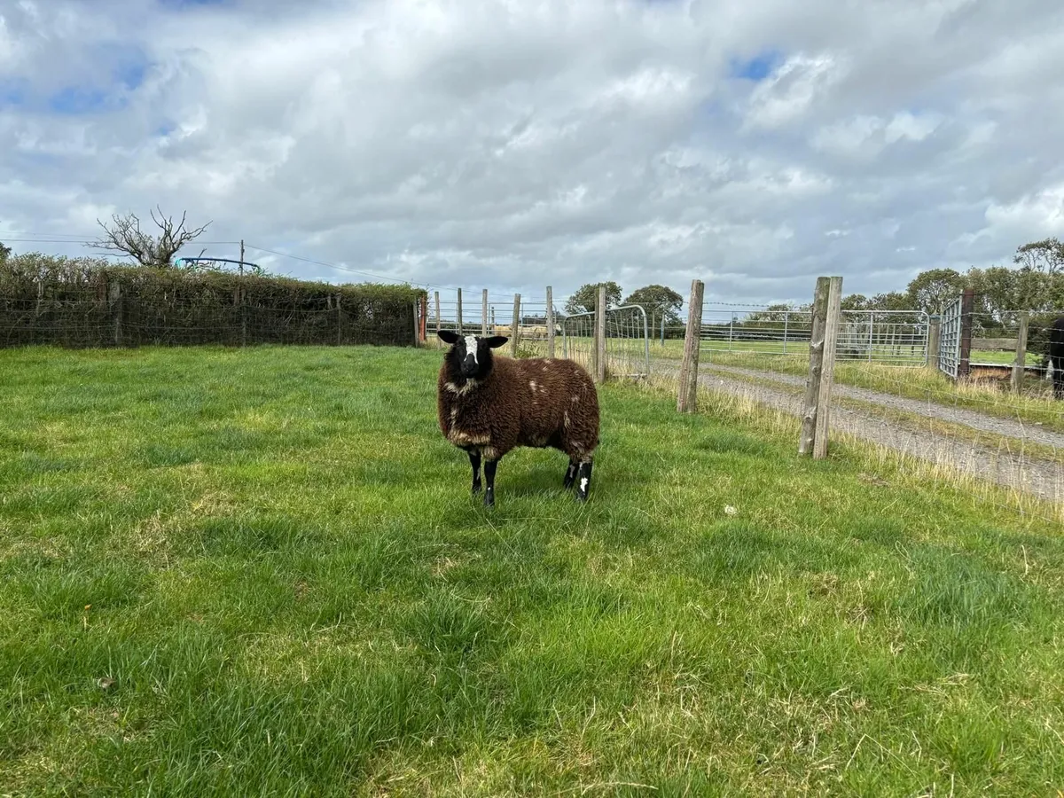 Pedigree registered Dutch spot ram and ewe lamb - Image 4