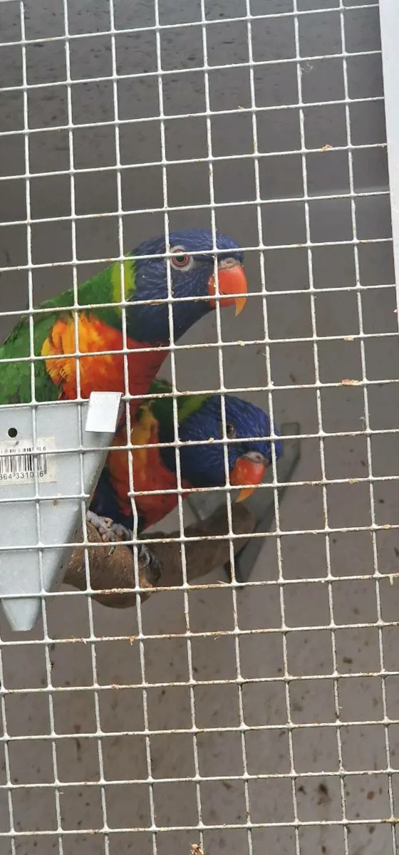Rainbow lorrikeets