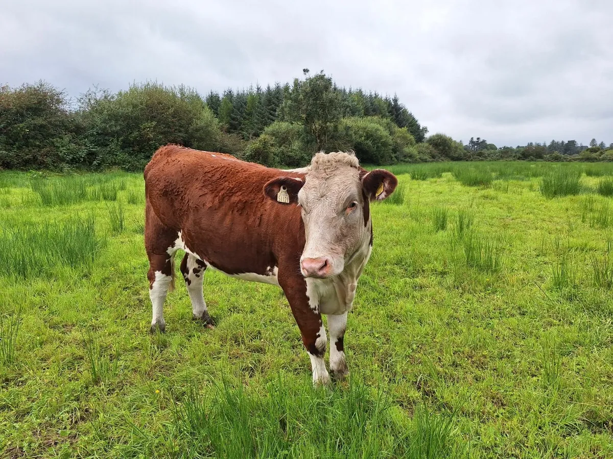 Organic cattle - Image 1