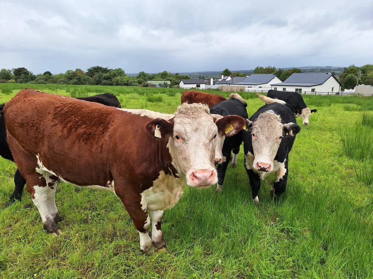 Organic cattle - Image 2