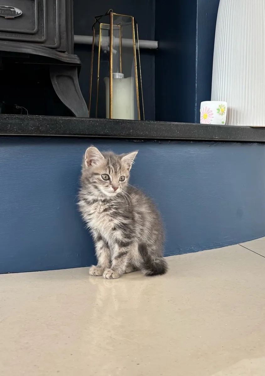 Beautiful kittens *can deliver if needed* - Image 2