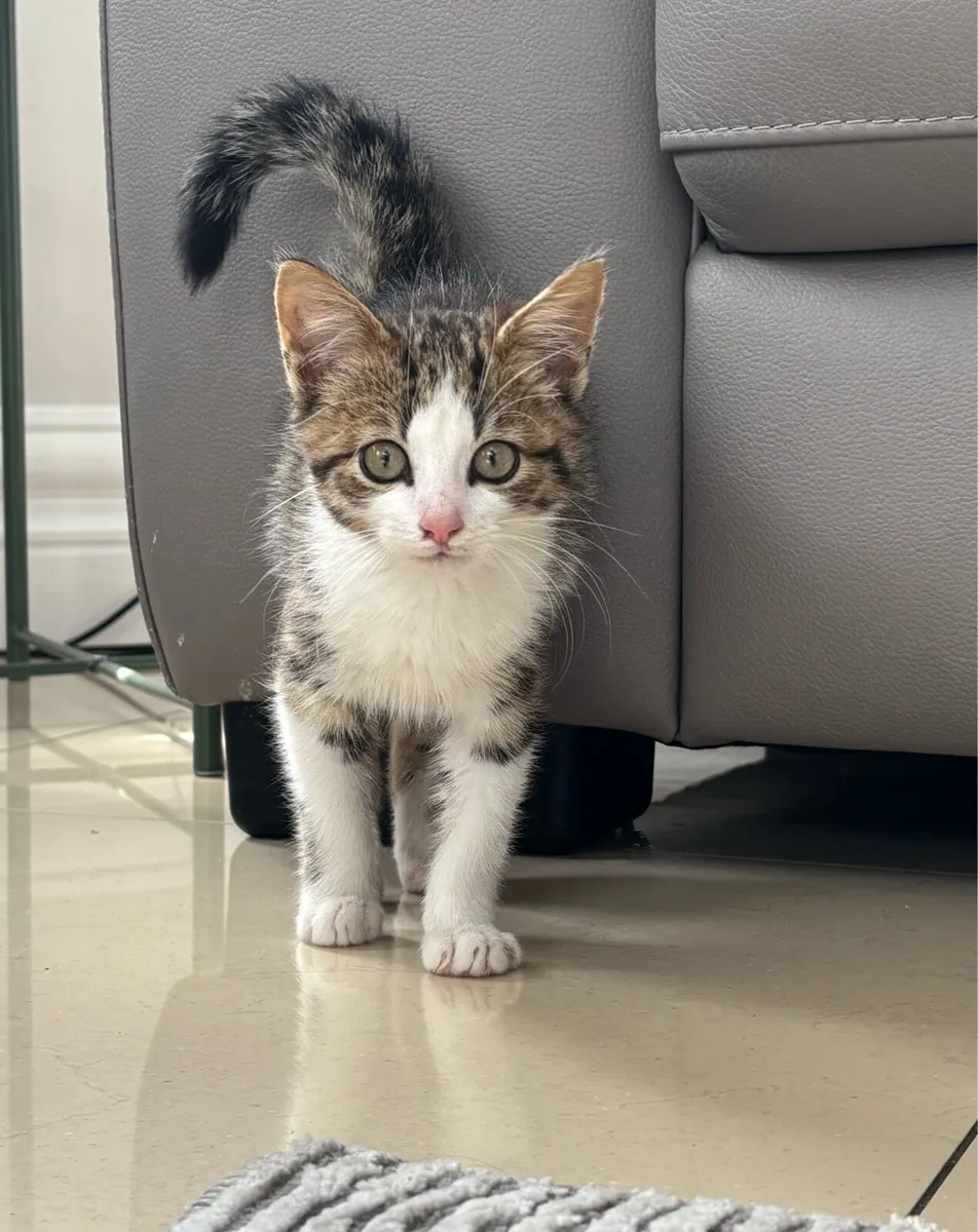 Beautiful kittens *can deliver if needed* - Image 3
