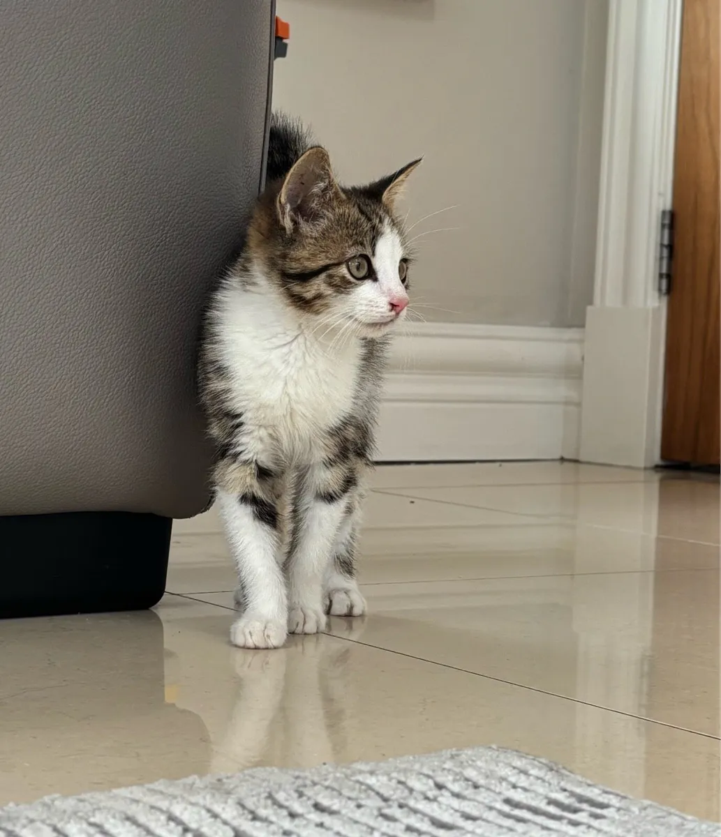 Beautiful kittens *can deliver if needed* - Image 4