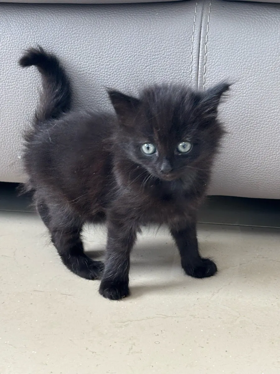 Beautiful kittens *can deliver if needed* - Image 1