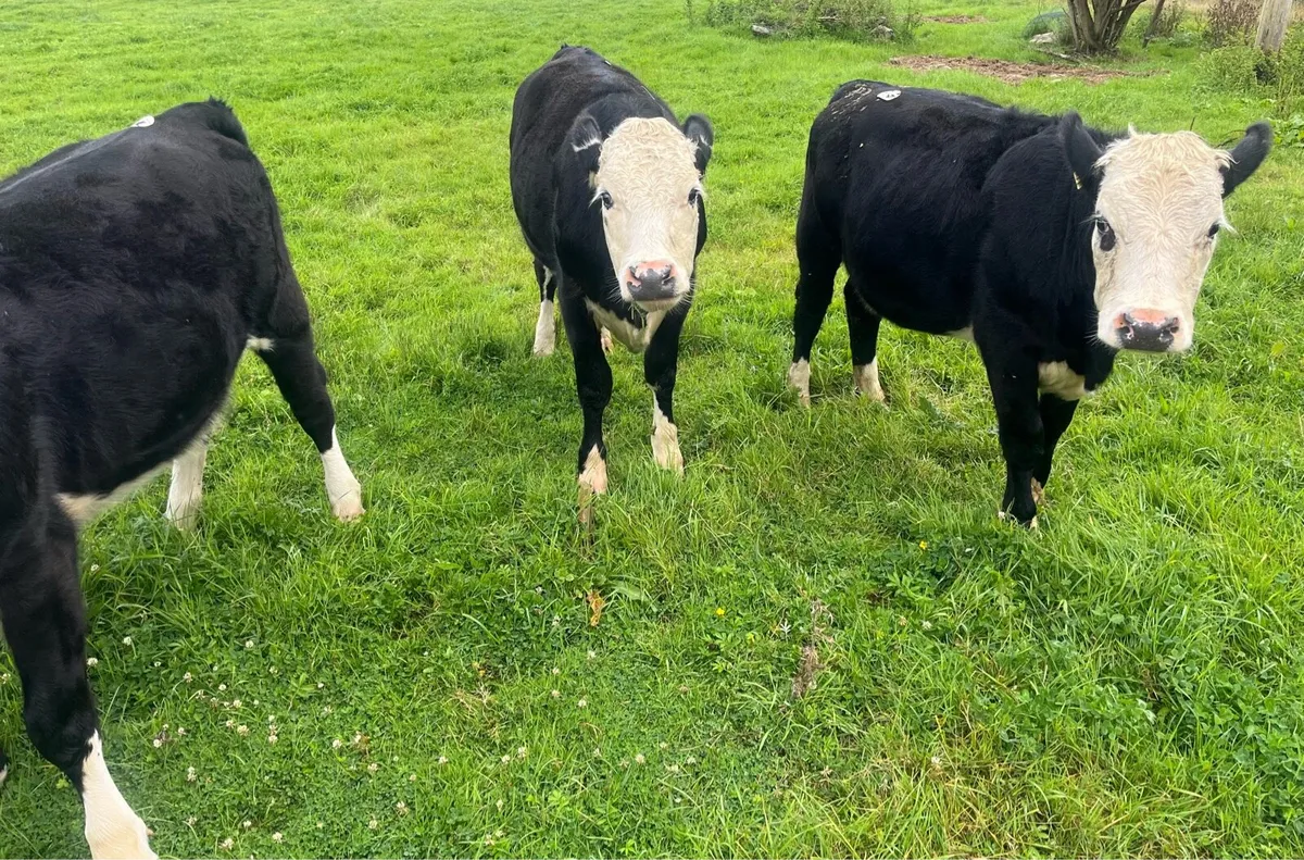 Lovely Yearling Hereford Heifers - Image 1