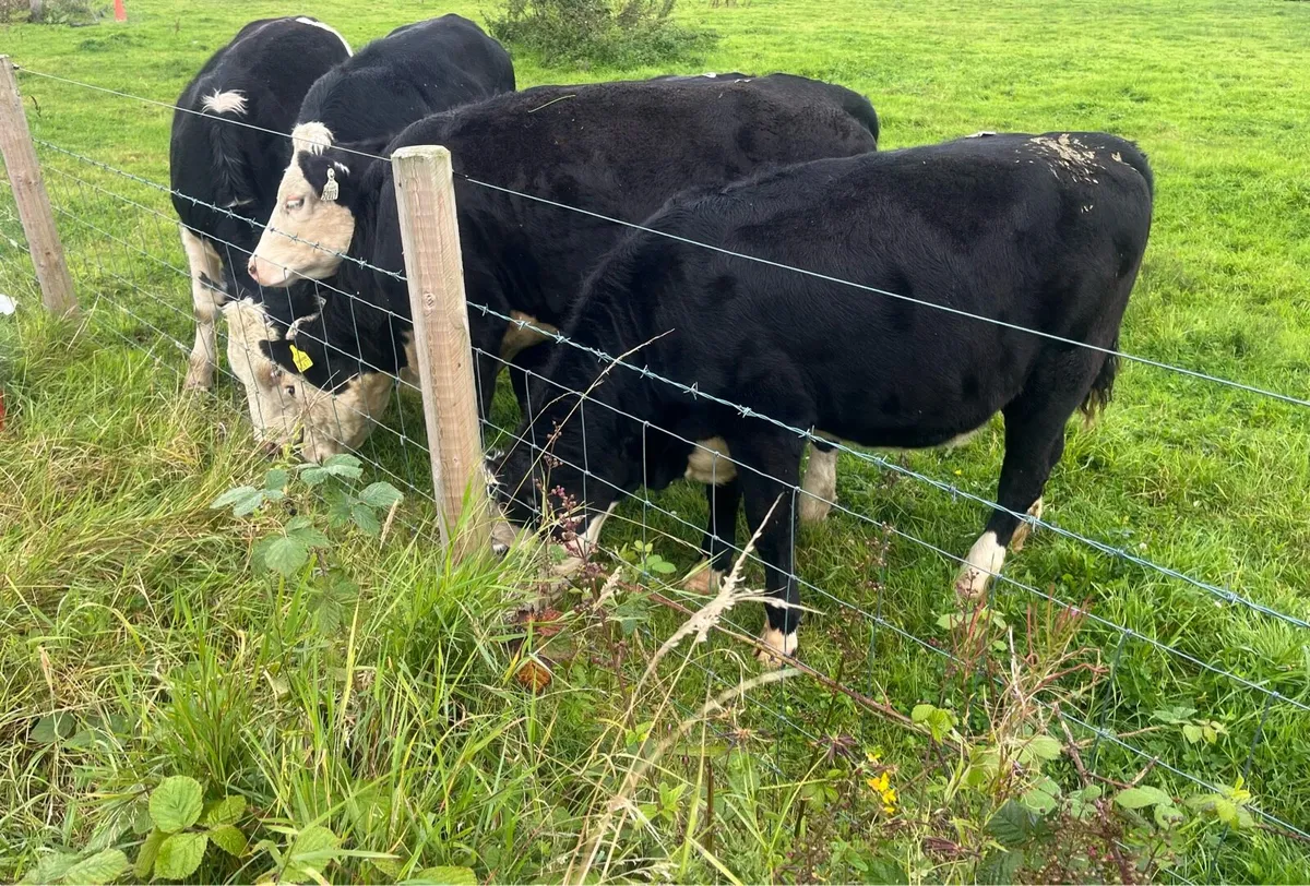 Lovely Yearling Hereford Heifers - Image 2