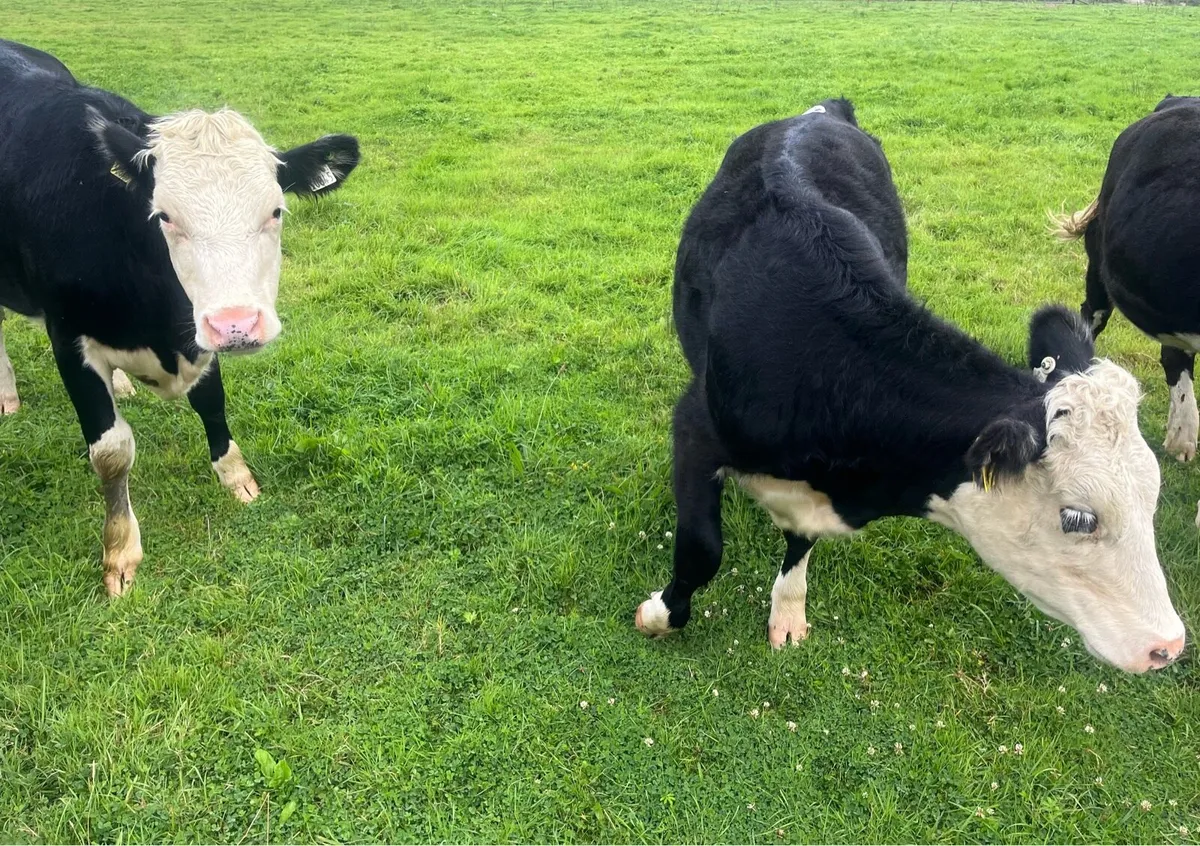 Lovely Yearling Hereford Heifers - Image 3