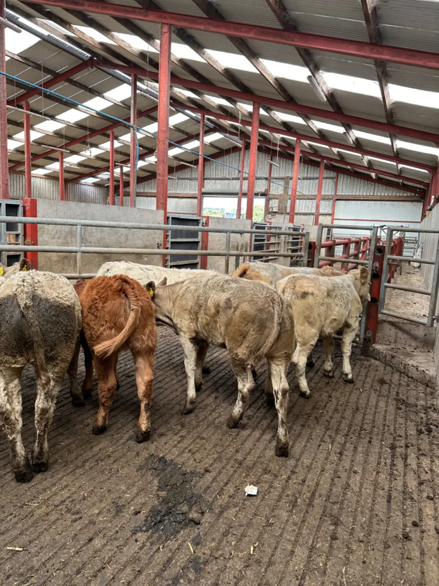 Charolais and lim heifers - Image 1