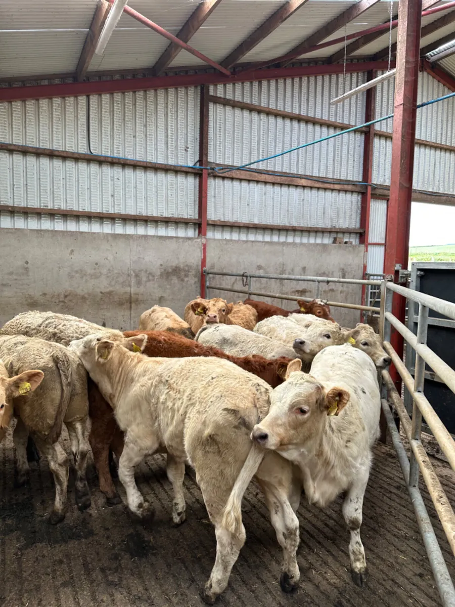 Charolais and lim heifers - Image 4