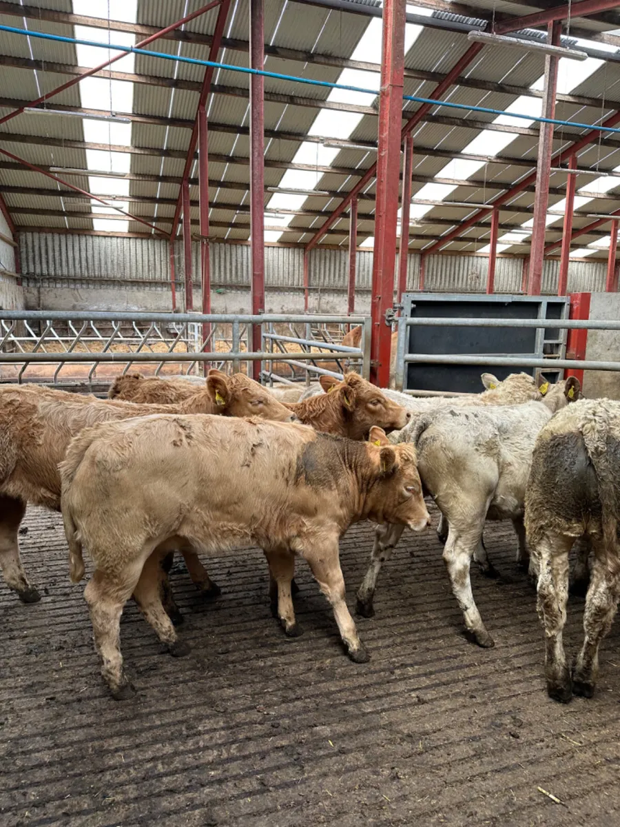 Charolais and lim heifers - Image 2