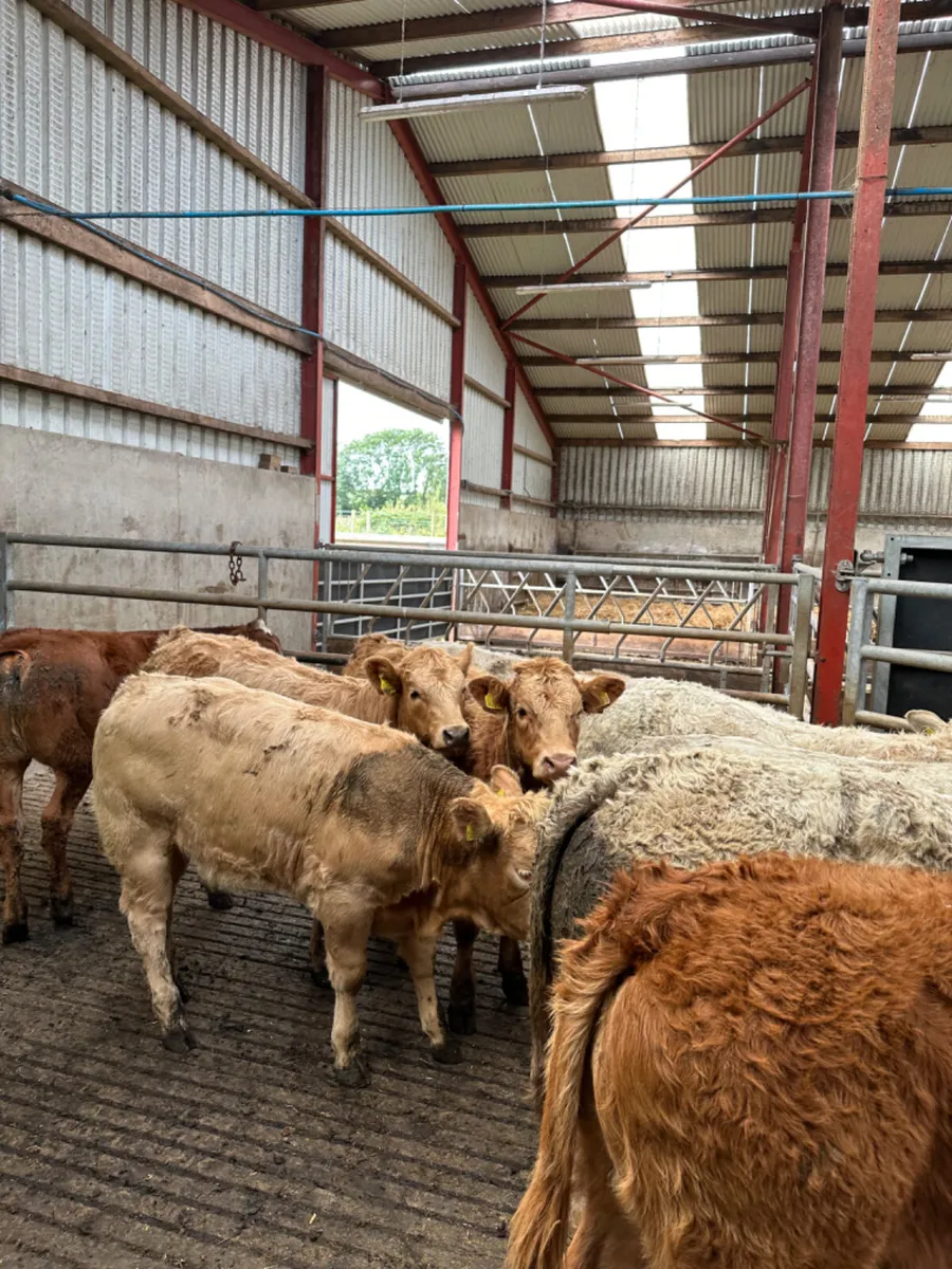 Charolais and lim heifers - Image 3