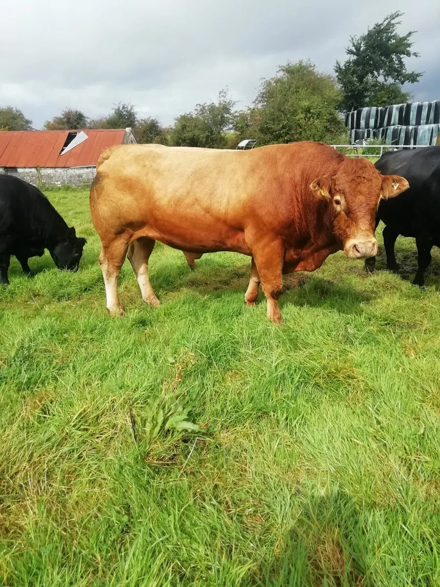 Bull - Image 4
