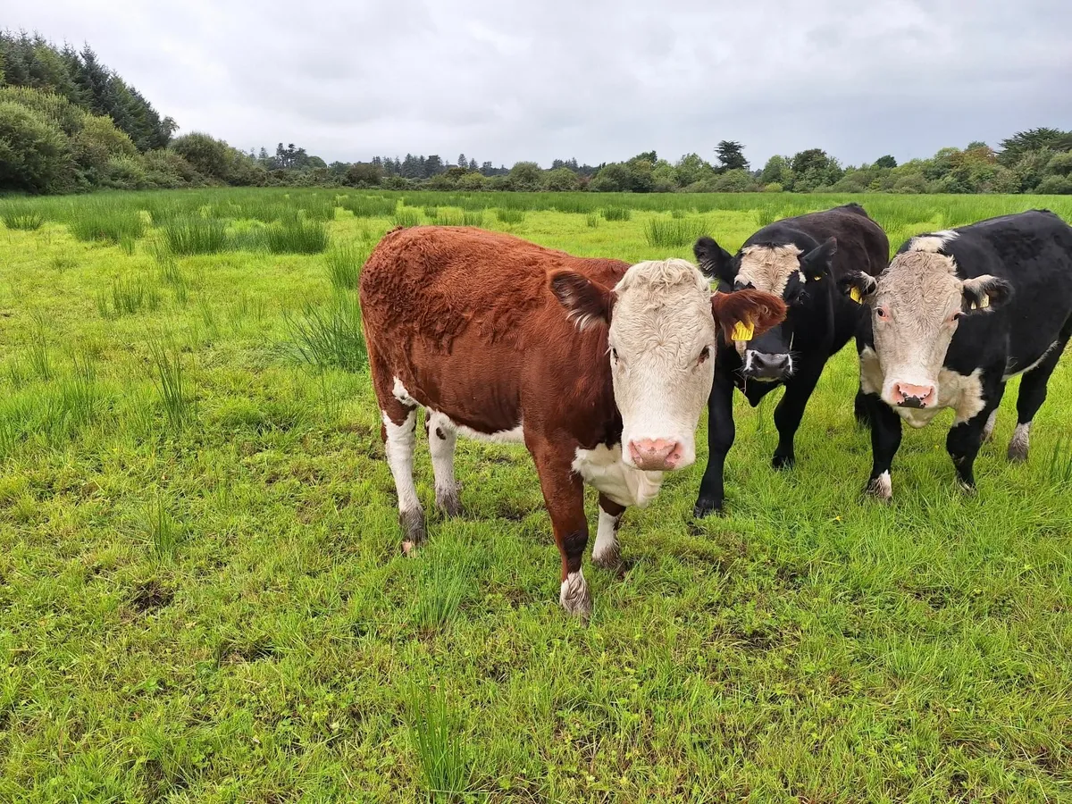 Organic cattle - Image 3