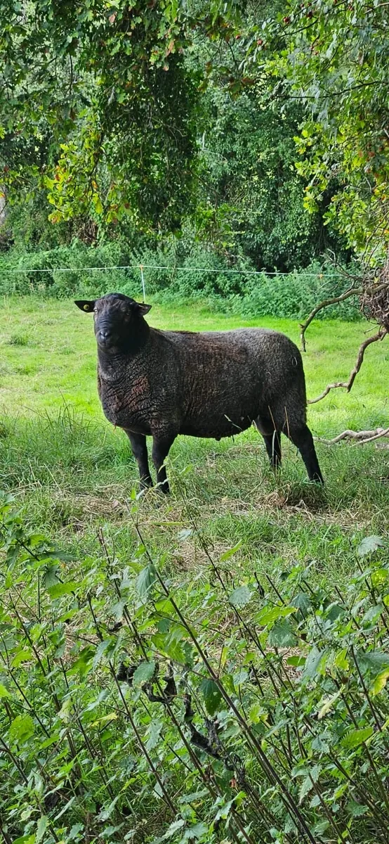 Ram - Image 2