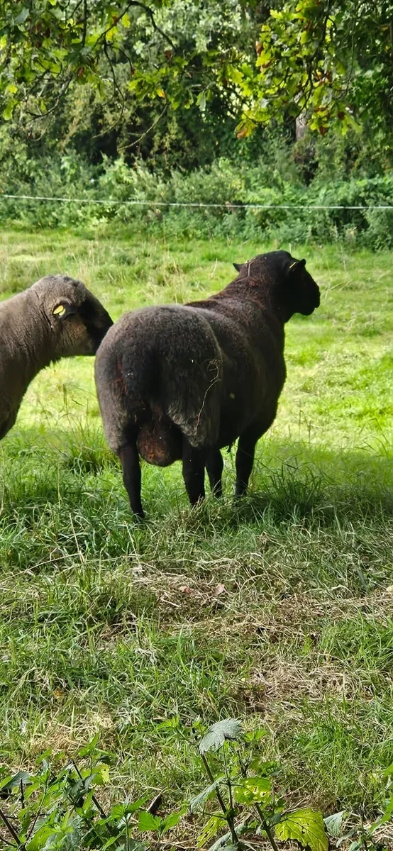 Ram - Image 3