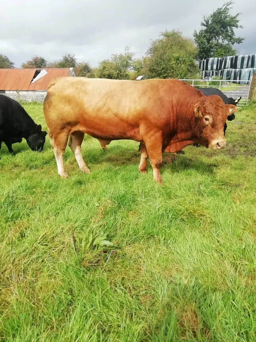 Bull - Image 2