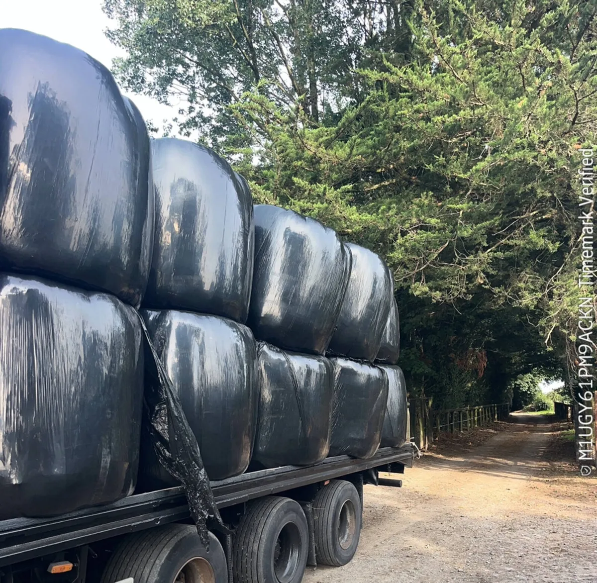 Silage chopped and Haylage - Image 4