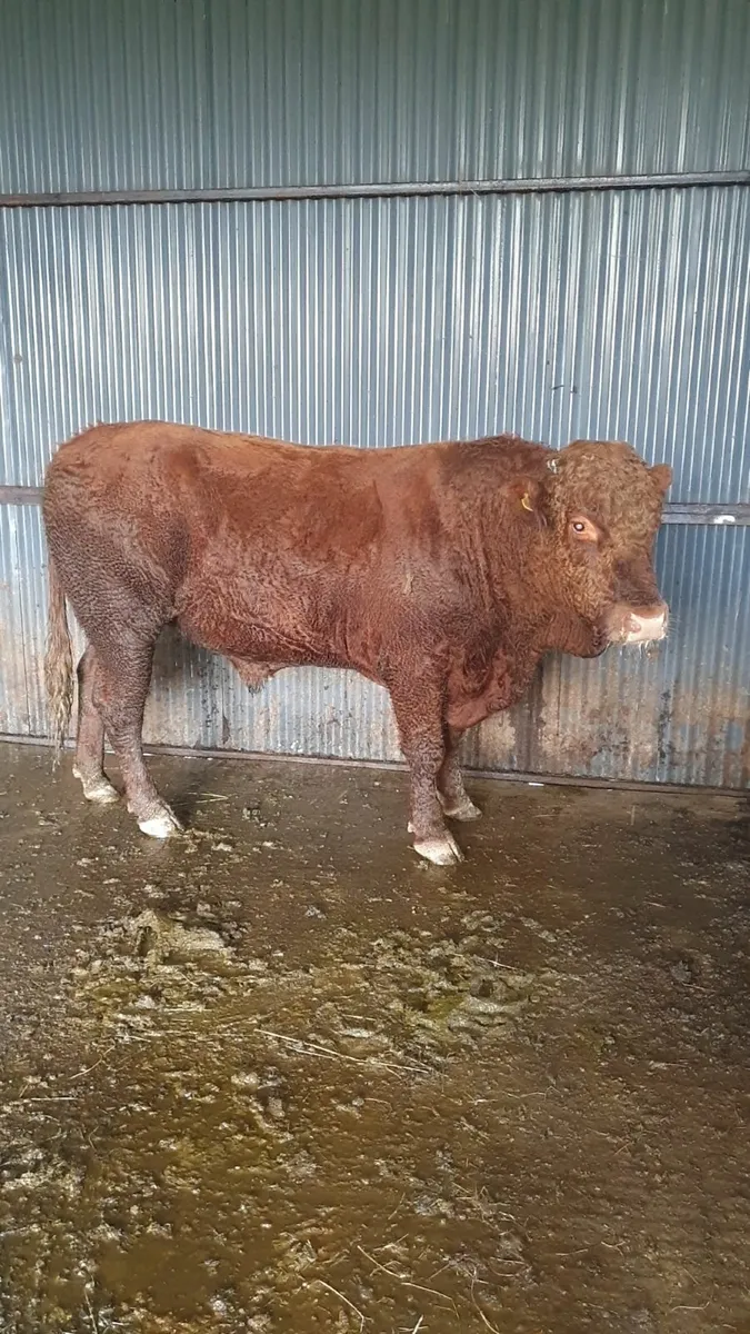 Saler Bull - Image 1