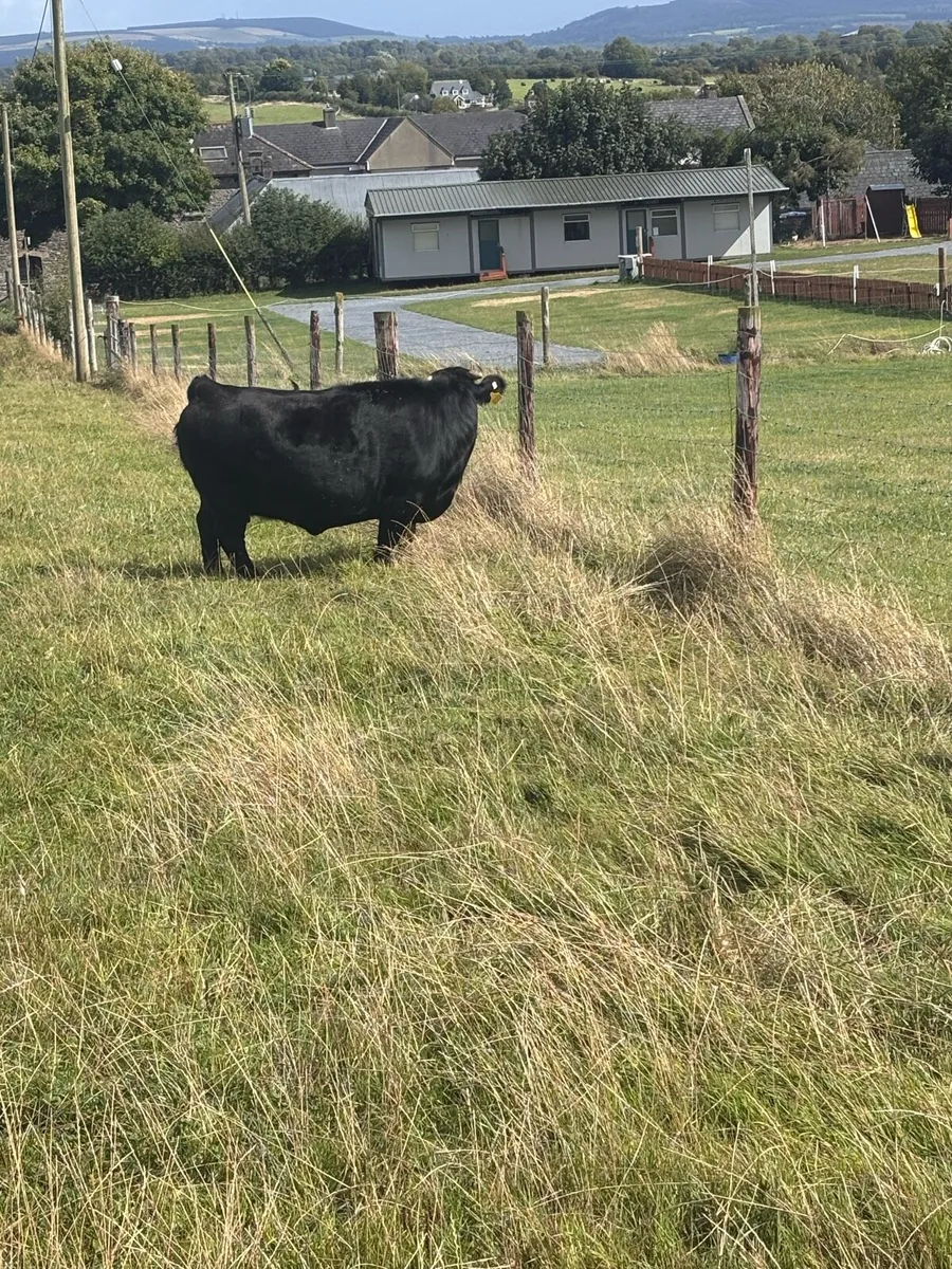 Dexter cow - Image 2