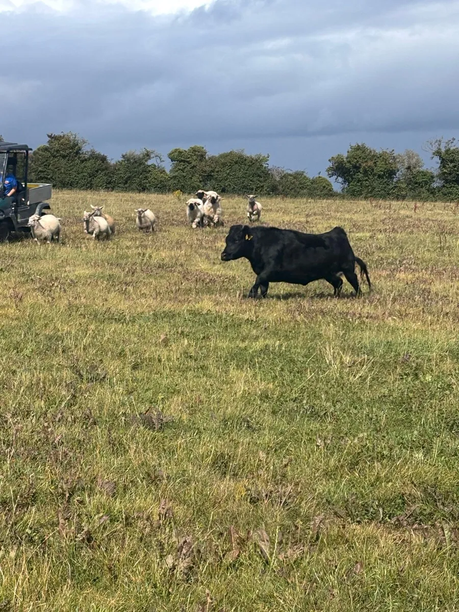 Dexter cow - Image 4