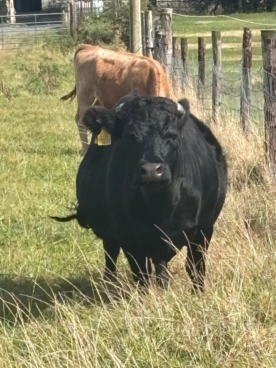 Dexter cow - Image 1