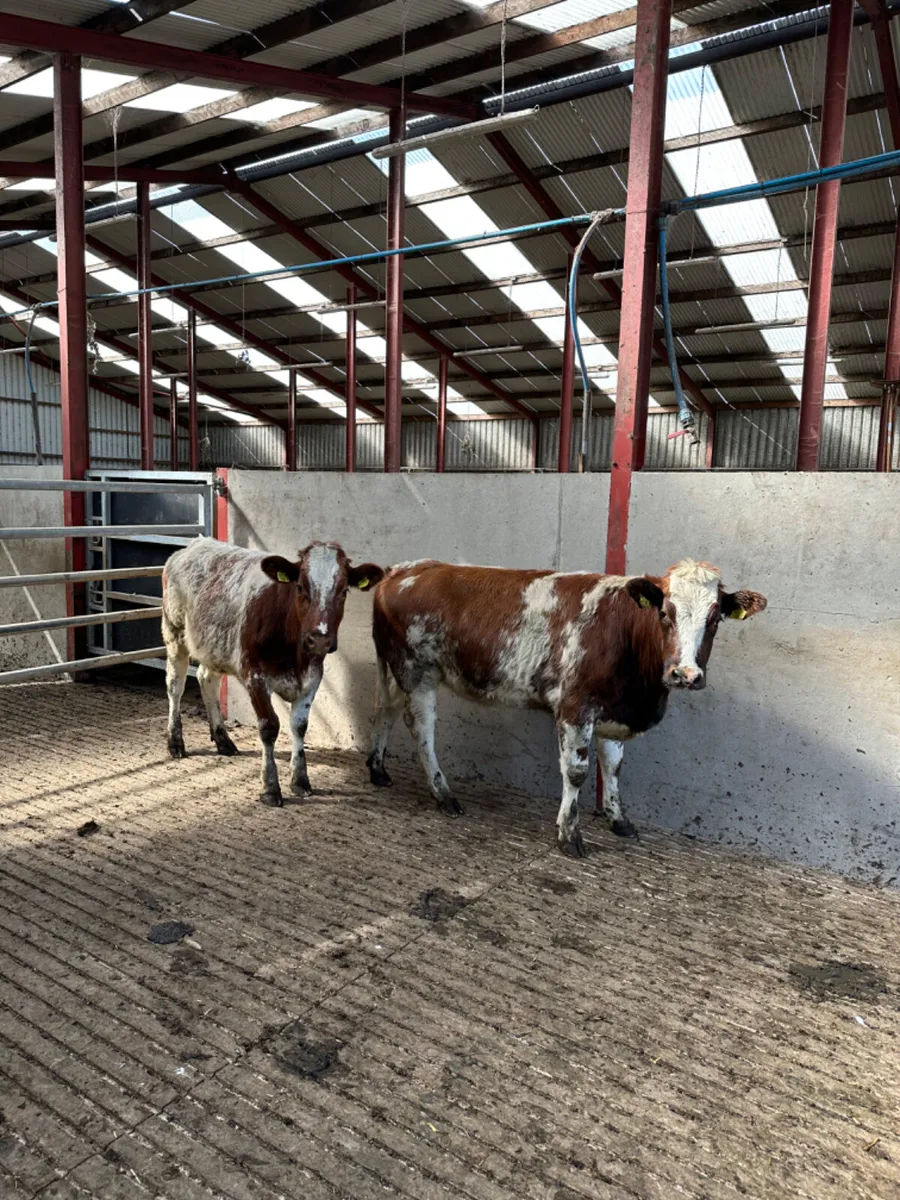 Roaned blue heifers - Image 1