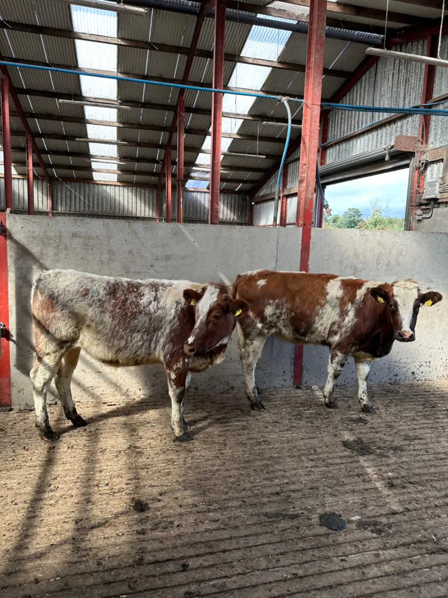 Roaned blue heifers - Image 3