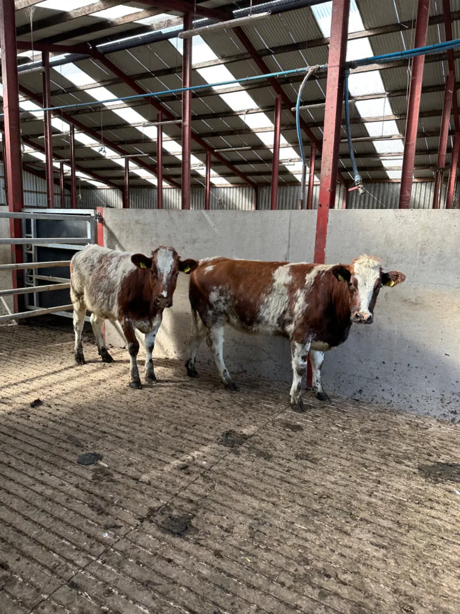 Roaned blue heifers - Image 2