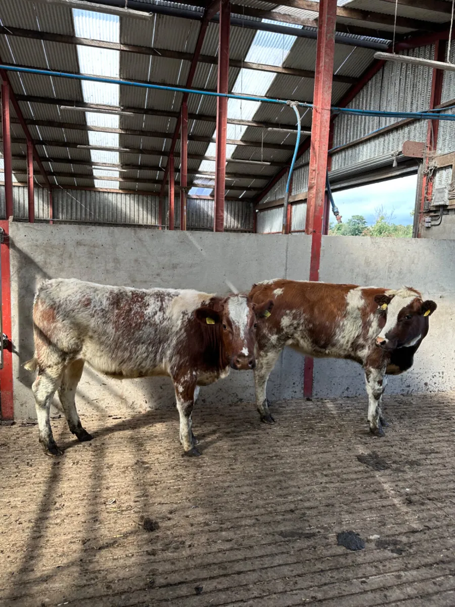 Roaned blue heifers - Image 4