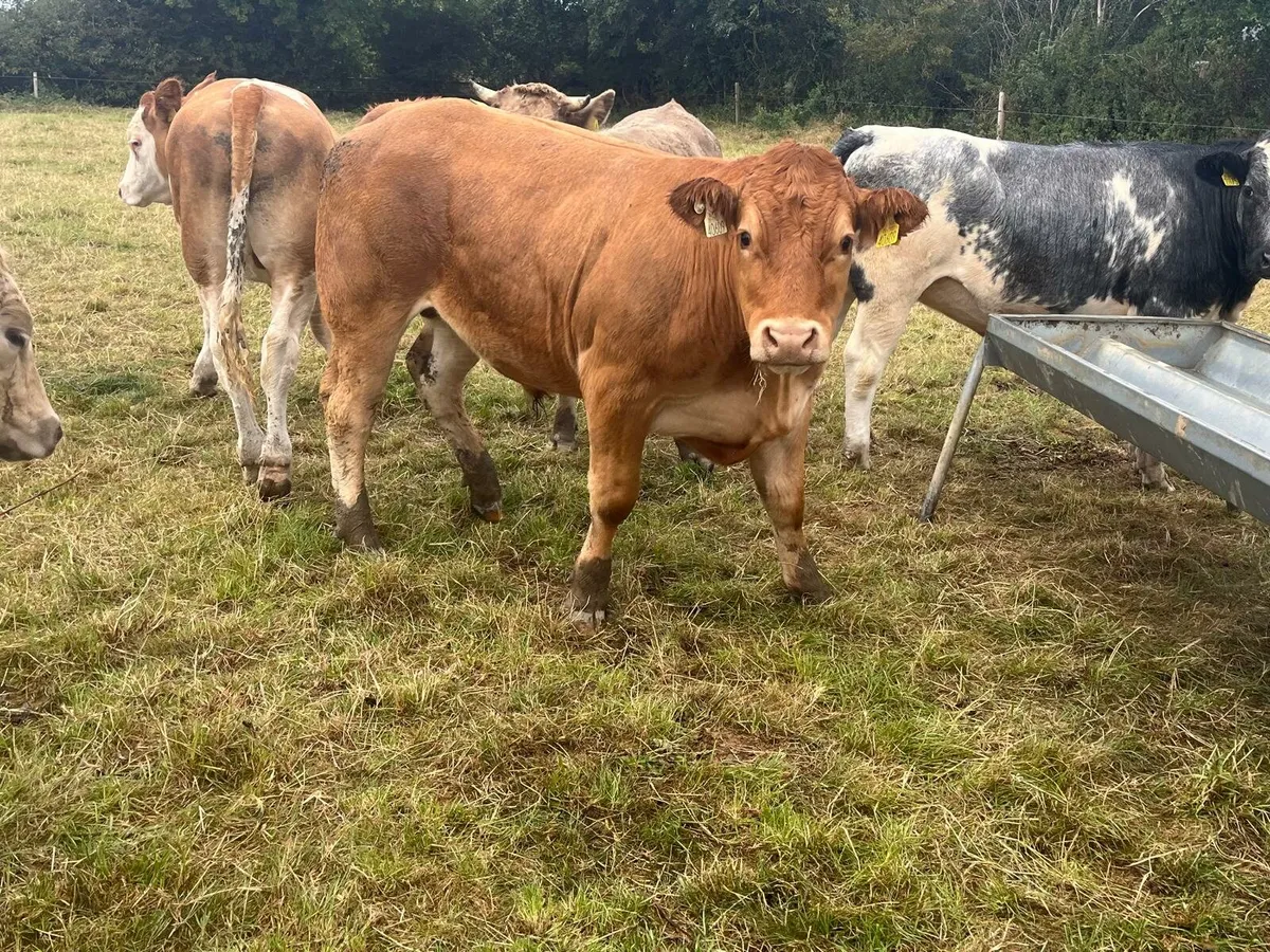 30 stores Enniscorthy Mart Tuesday 2nd September - Image 1