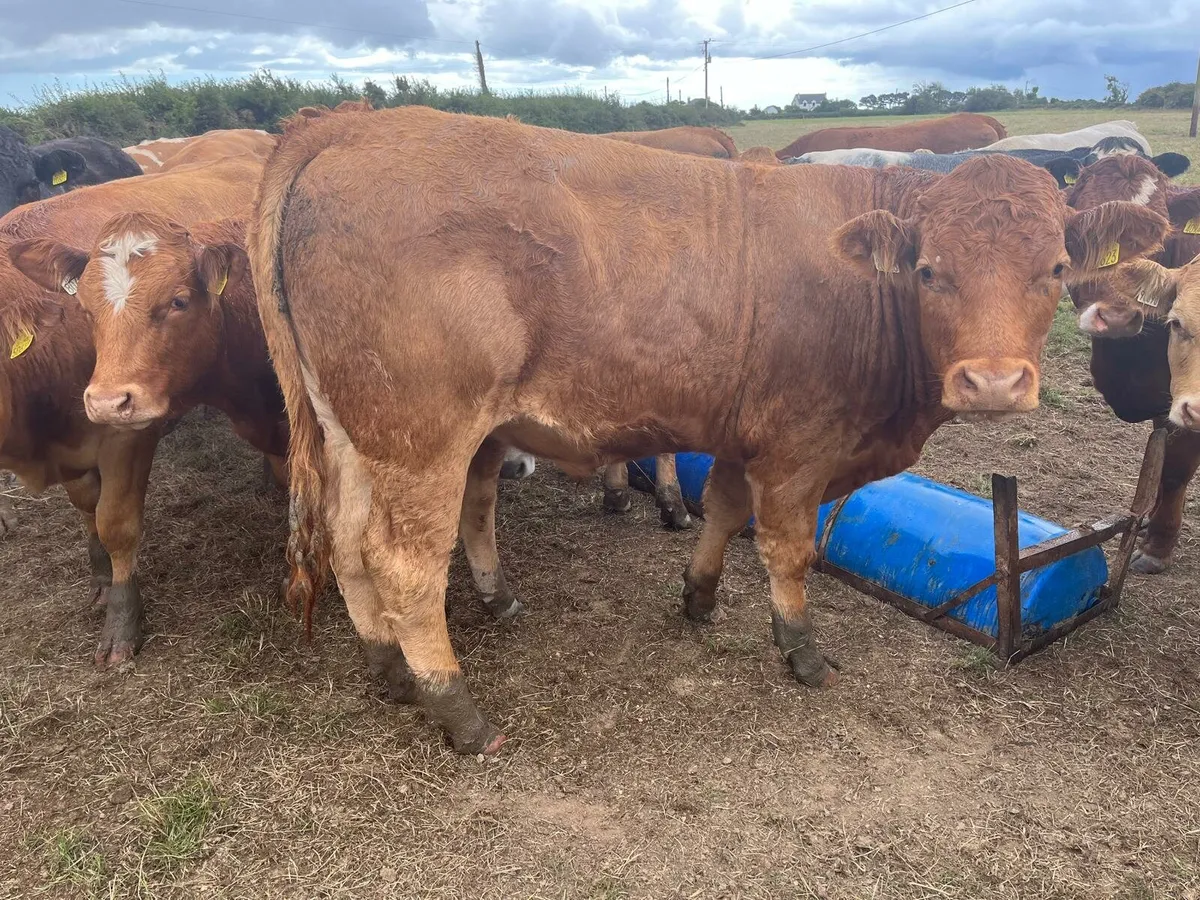 30 stores Enniscorthy Mart Tuesday 2nd September - Image 2