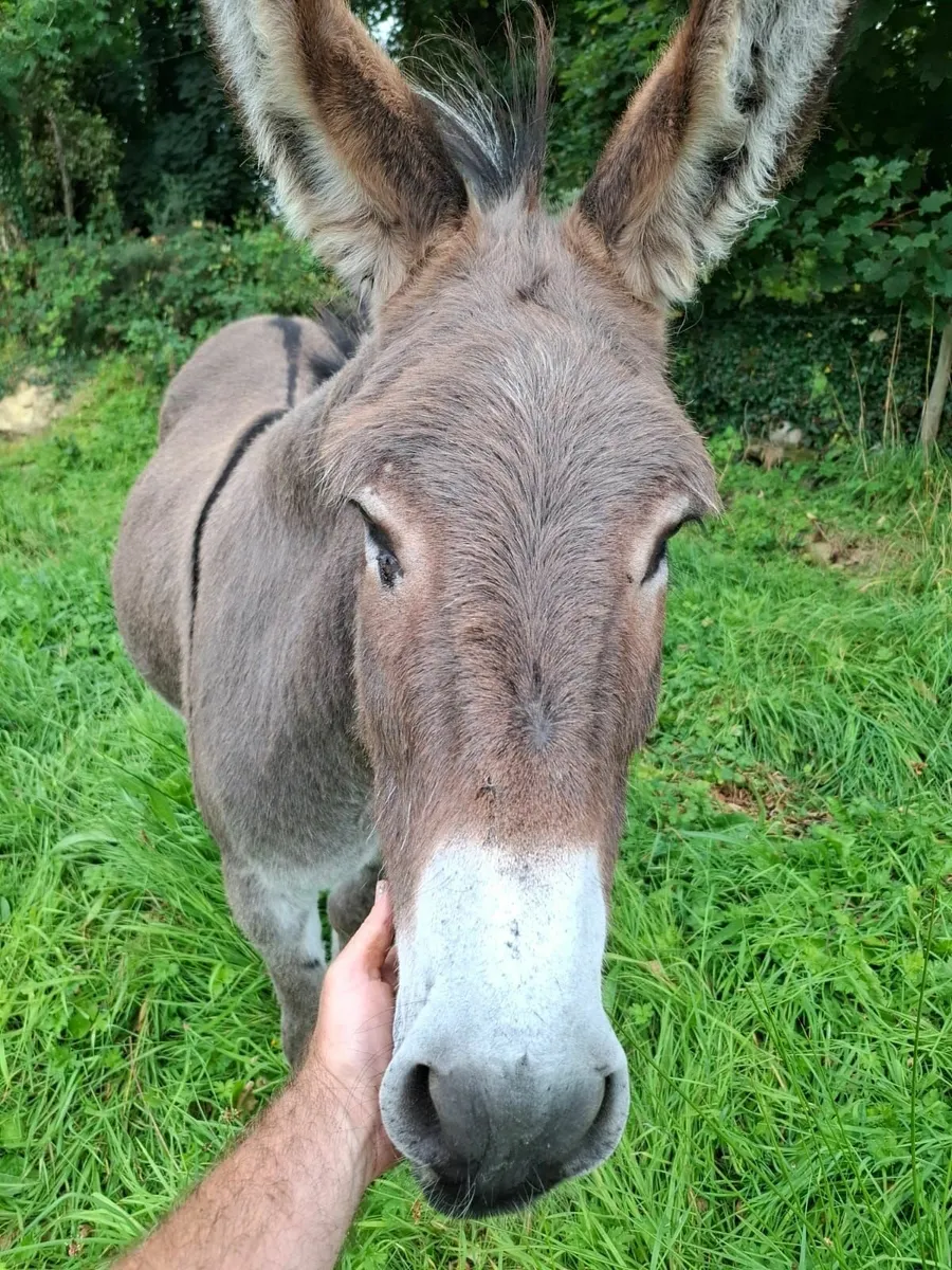 Timewaster. Donkey still here. - Image 2