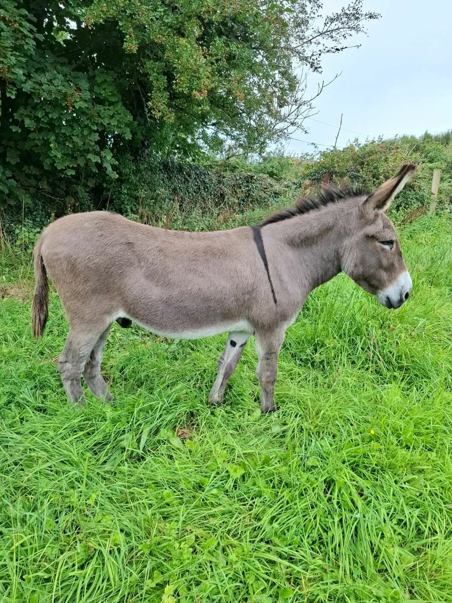Timewaster. Donkey still here. - Image 3