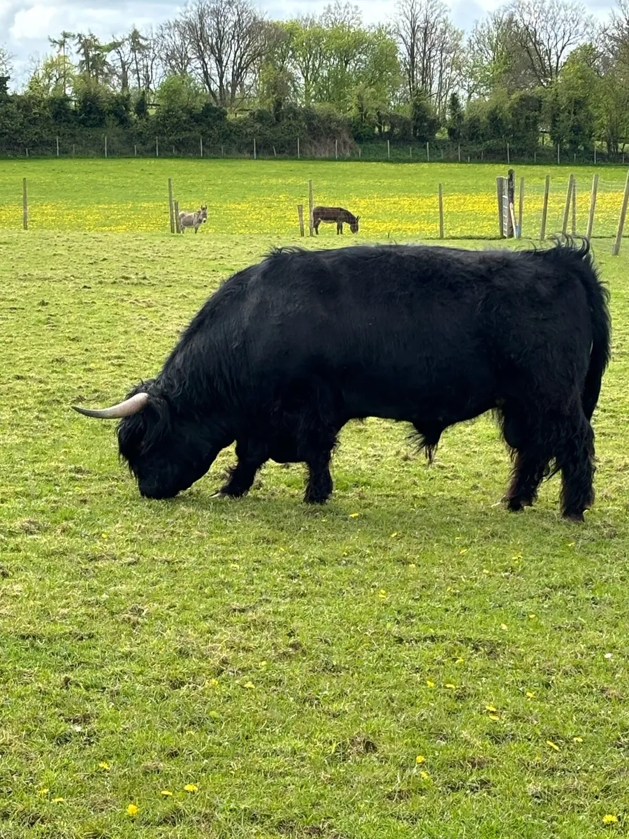 Highland bull - Image 1