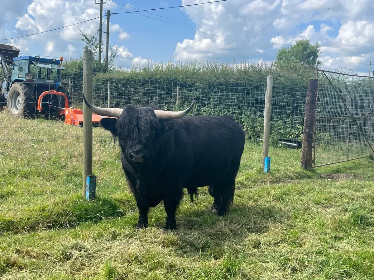 Highland bull - Image 2