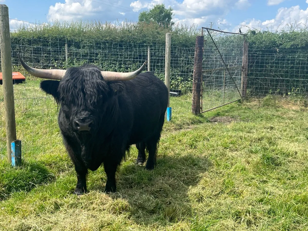 Highland bull - Image 3