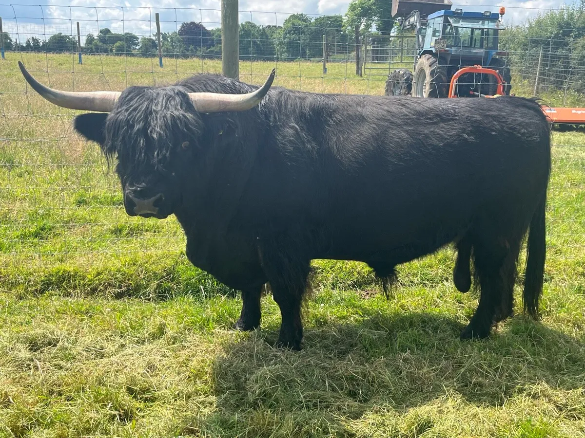 Highland bull - Image 4