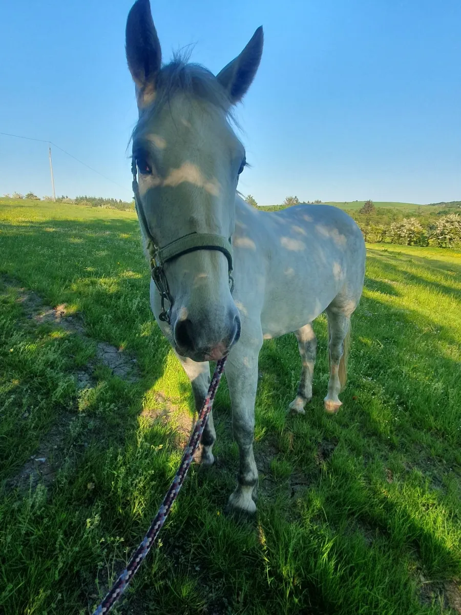 ****RID MARE**** - Image 2